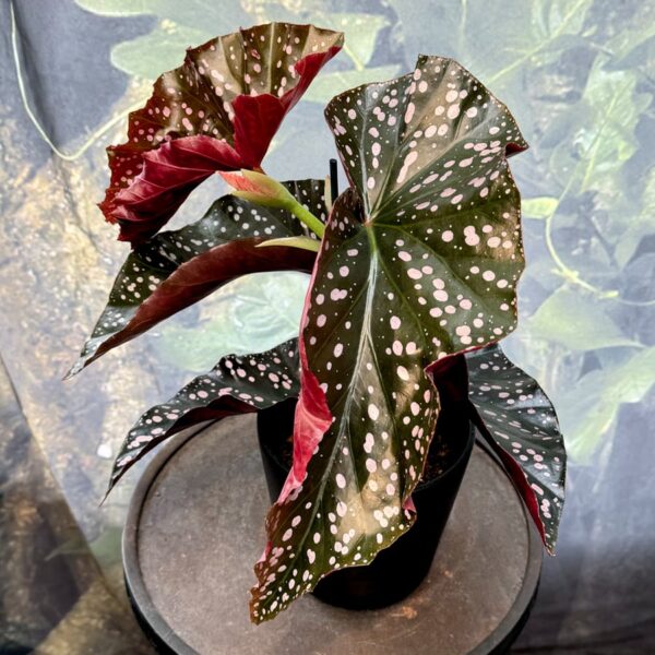 Begonia Angel Wing 'Cracklin Rosie', blad