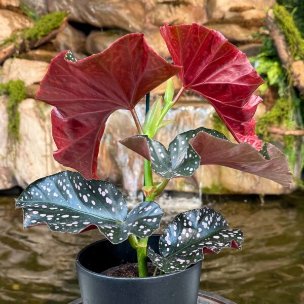 Begonia Angel Wing 'Cracklin Rosie', vuxen planta