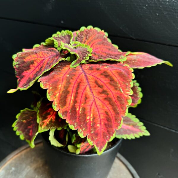 Coleus blumei 'Flamboyant Flamingo', blad
