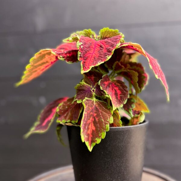 Coleus blumei 'Flamboyant Flamingo', större ung planta