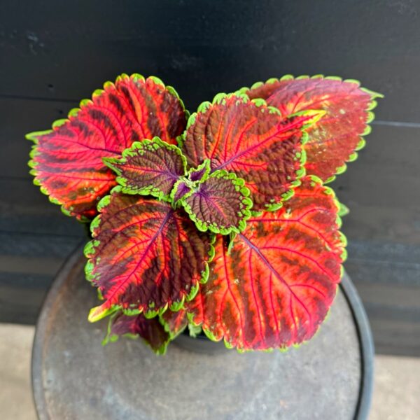 Coleus blumei 'Flamboyant Flamingo', uppifrån