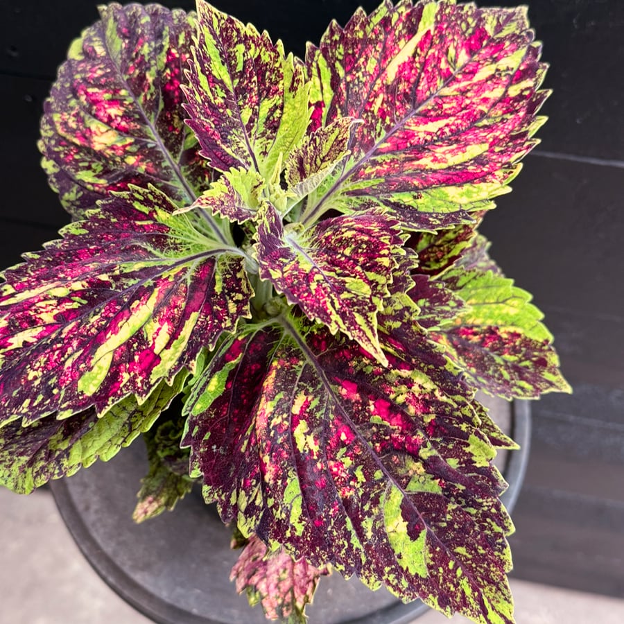 Coleus blumei 'Pavement Paradise', blad