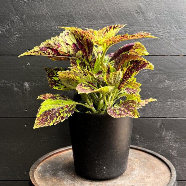 Coleus blumei 'Pavement Paradise', större ung planta