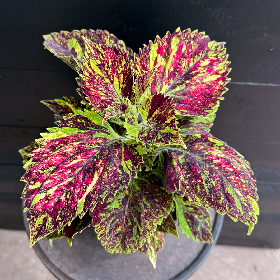 Coleus blumei 'Pavement Paradise', uppifrån