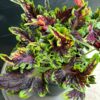 Coleus blumei 'Skyline Spark', blad