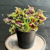 Coleus blumei 'Skyline Spark', större ung planta