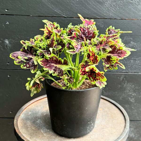 Coleus blumei 'Skyline Spark', större ung planta