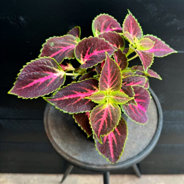 Coleus blumei 'Skyline Symphony', blad
