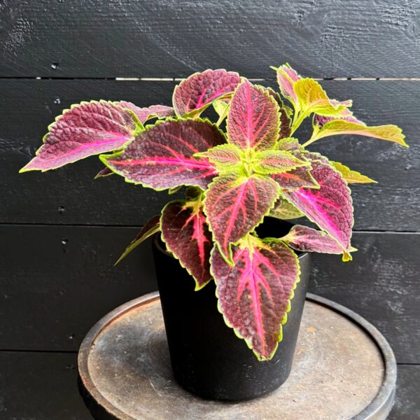 Coleus blumei 'Skyline Symphony', större ung planta