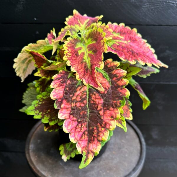 Coleus blumei 'Stained Glassworks Magnificent Mile', blad