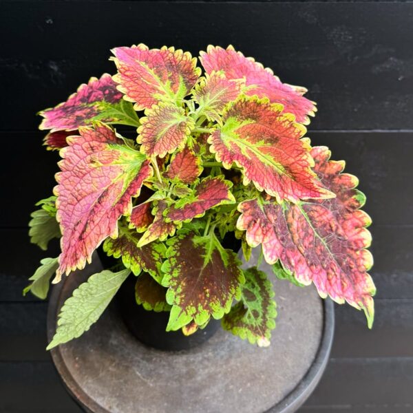 Coleus blumei 'Stained Glassworks Magnificent Mile', större ung planta
