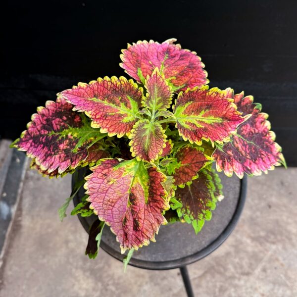 Coleus blumei 'Stained Glassworks Magnificent Mile', uppifrån