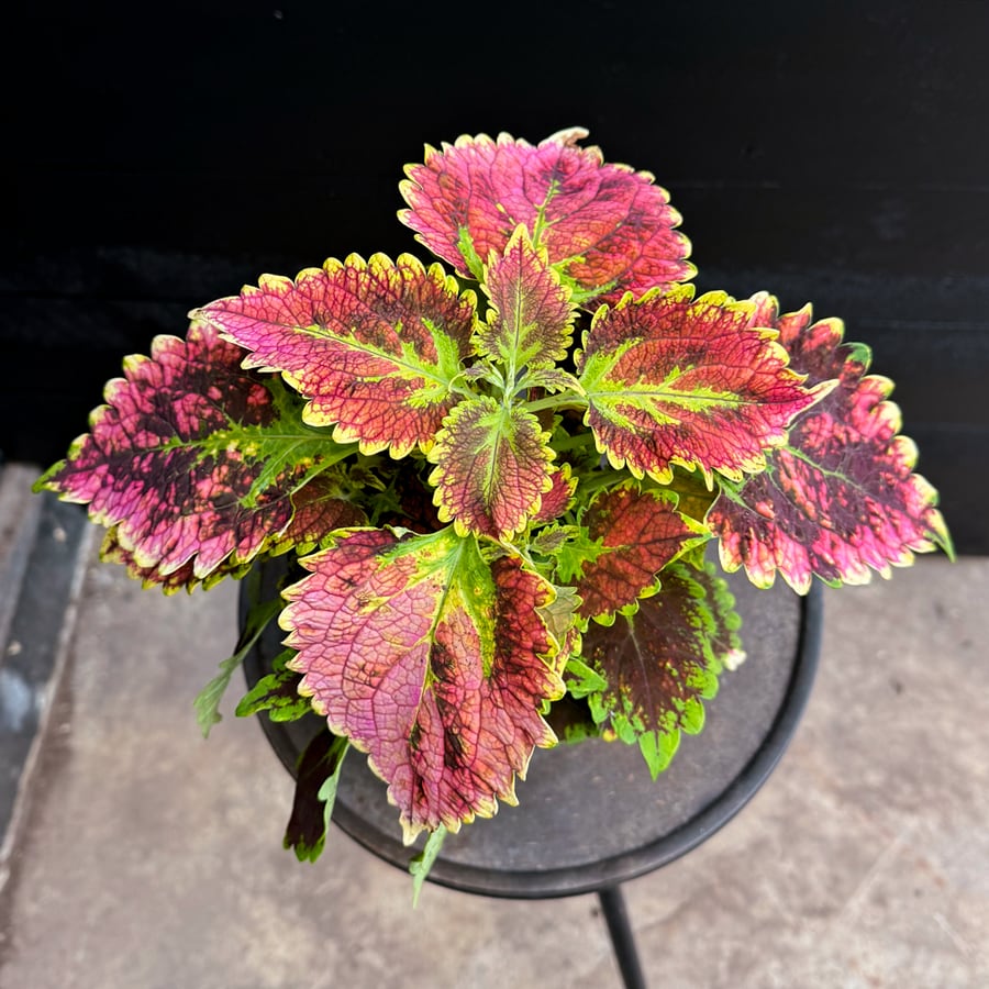 Coleus blumei 'Stained Glassworks Magnificent Mile', uppifrån