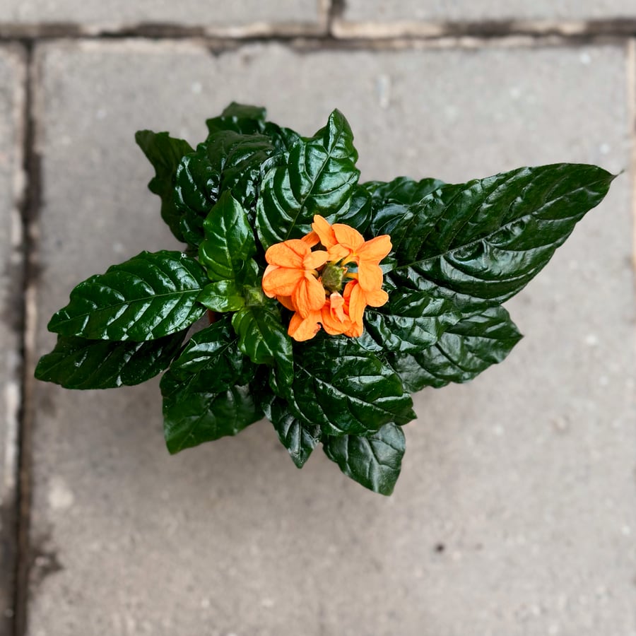 Crossandra infundibuliformis 'Fortuna', blommande blomma