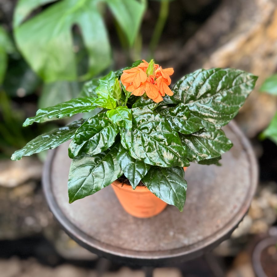 Crossandra infundibuliformis 'Fortuna', blommande planta