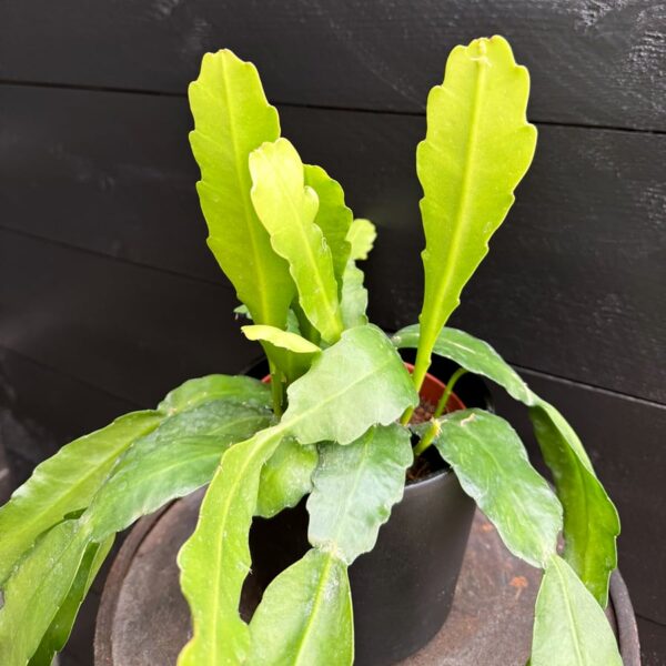 Epiphyllum Frühlingsgold, vuxen planta
