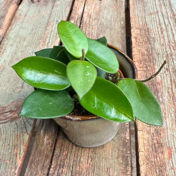 Hoya Chouke, blad