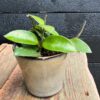 Hoya Chouke, ung planta