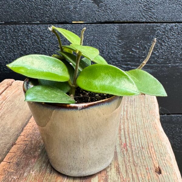 Hoya Chouke, ung planta