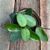 Hoya Chouke, ung planta, uppifrån