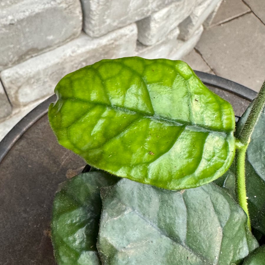 Hoya globulosa, blad