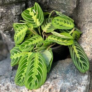Maranta leuconeura 'Lemon Lime', vuxen planta
