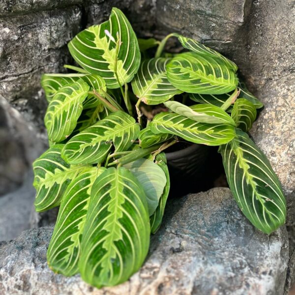 Maranta leuconeura 'Lemon Lime', vuxen planta