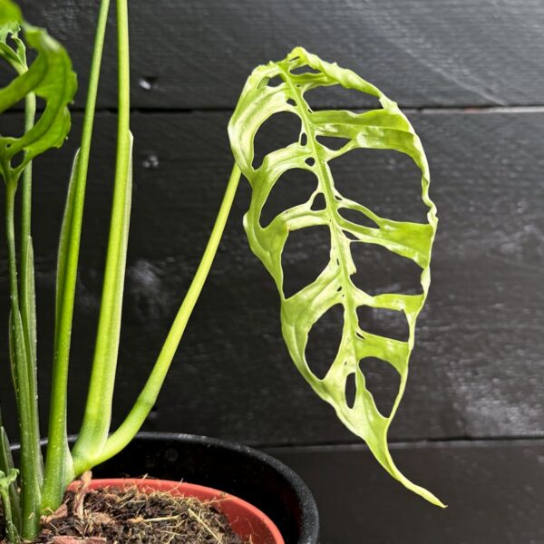 Monstera obliqua, blad