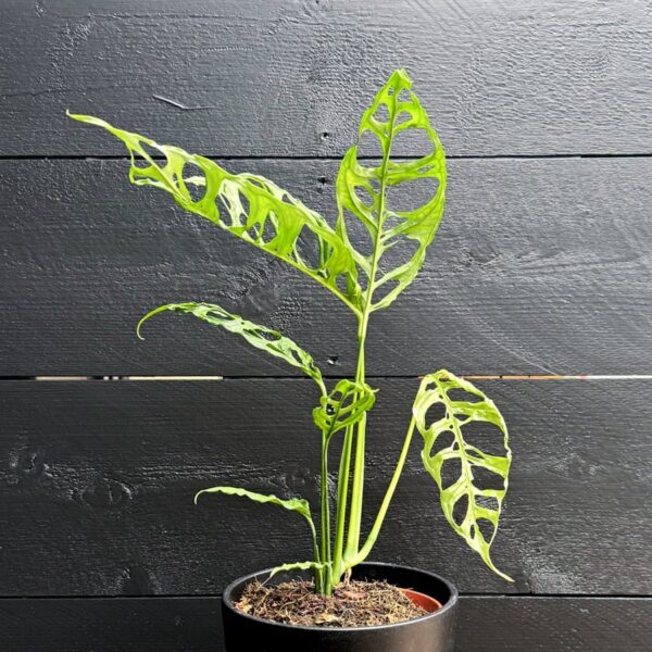 Monstera obliqua, ung planta