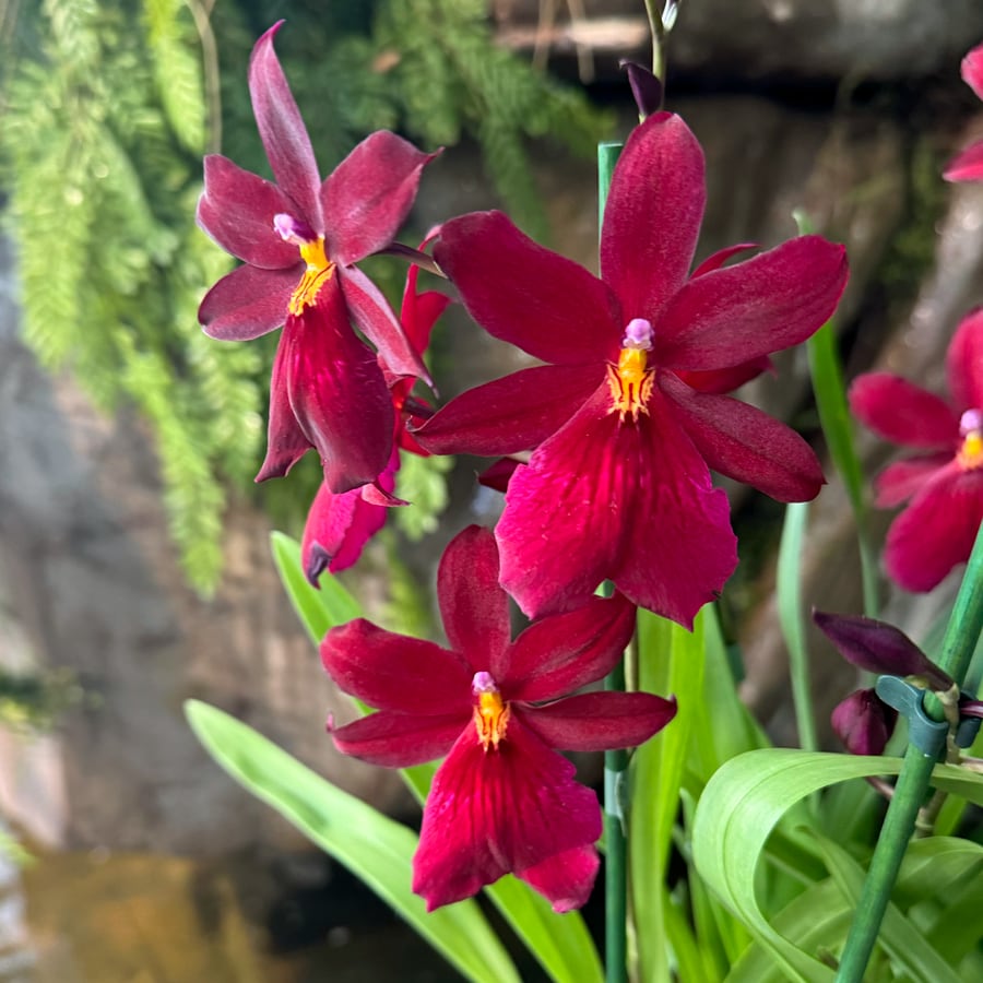 Oncidopsis Nelly Isler, extra mörk, blommor