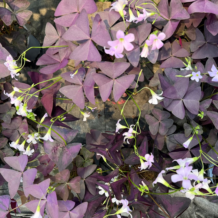 Oxalis tetraphylla var. tetraphylla 'Myke', blad