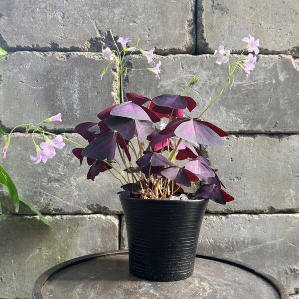 Oxalis tetraphylla var. tetraphylla 'Myke', blommande planta