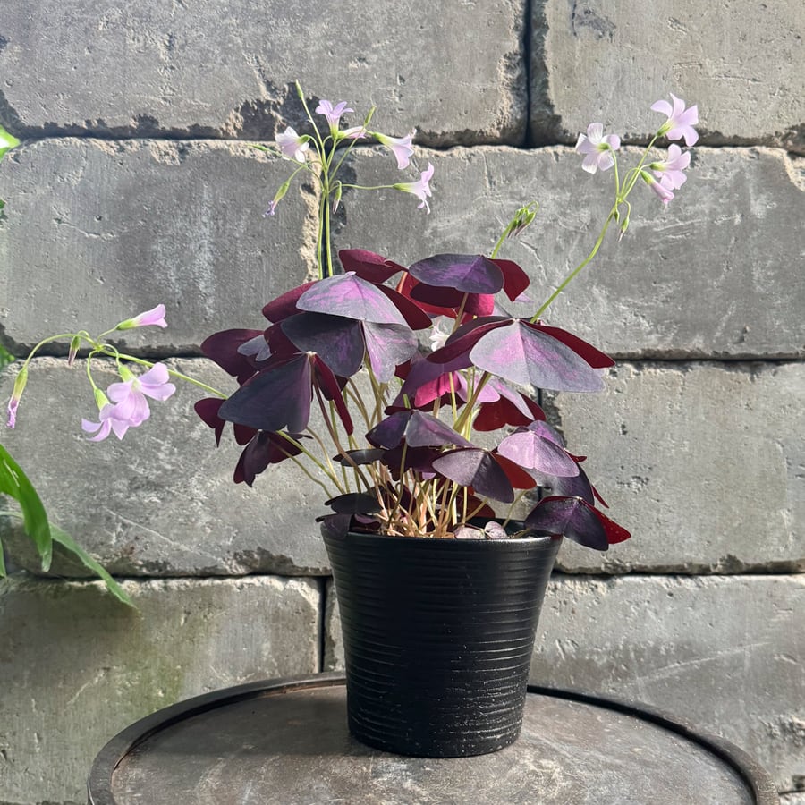 Oxalis tetraphylla var. tetraphylla 'Myke', blommande planta