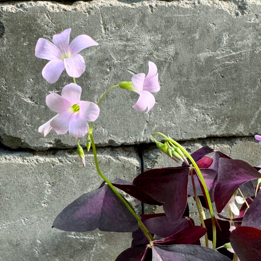 Oxalis tetraphylla var. tetraphylla 'Myke', blommor