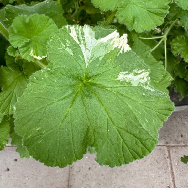 Pelargon Atomic Snowflake, blad