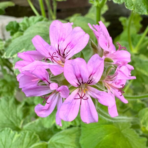 Pelargon Atomic Snowflake, blommor