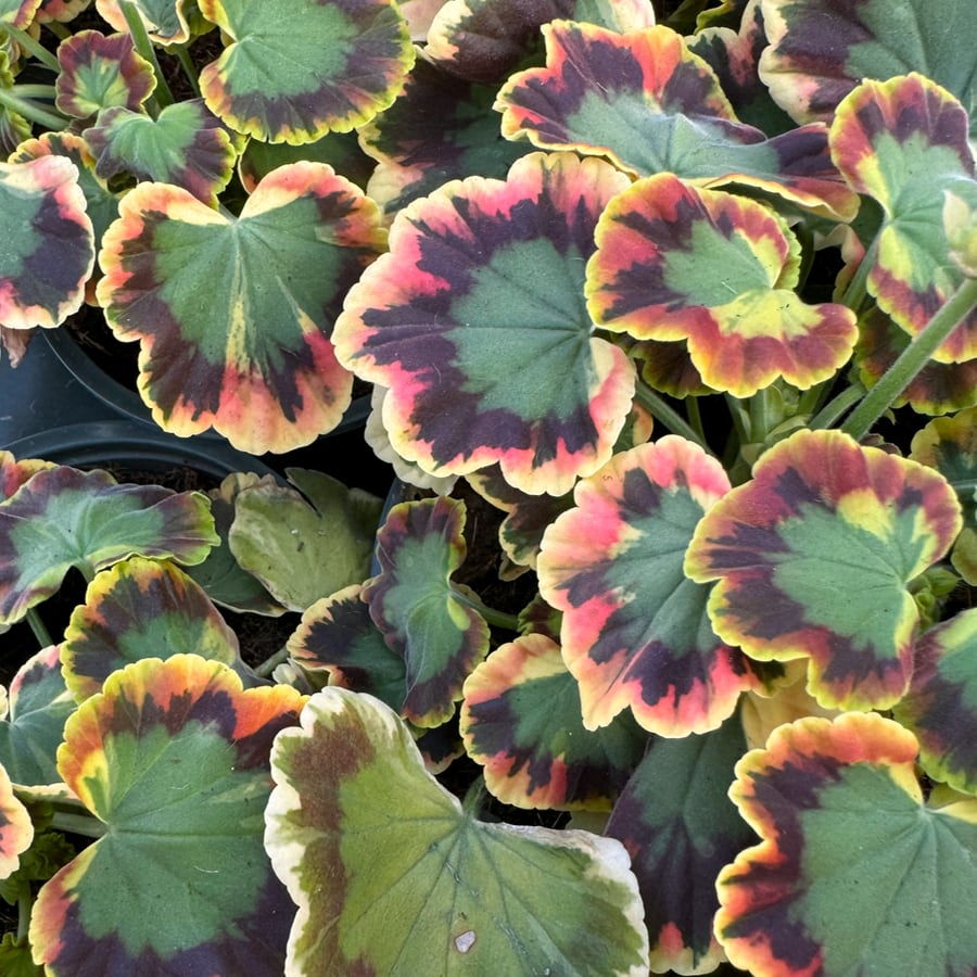 Pelargon Contrast, blad