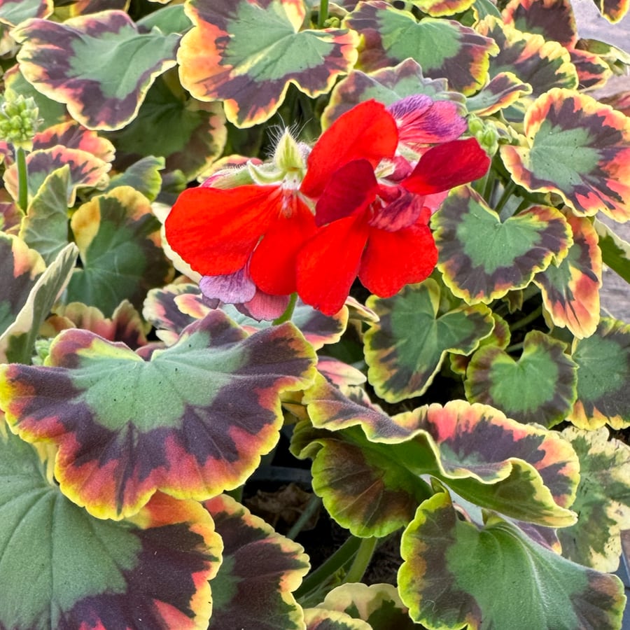 Pelargon Contrast, blomma