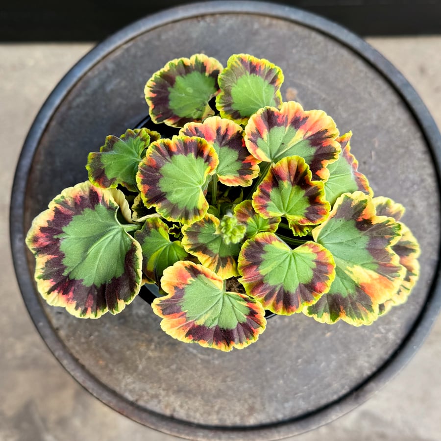Pelargon Contrast, ung plants