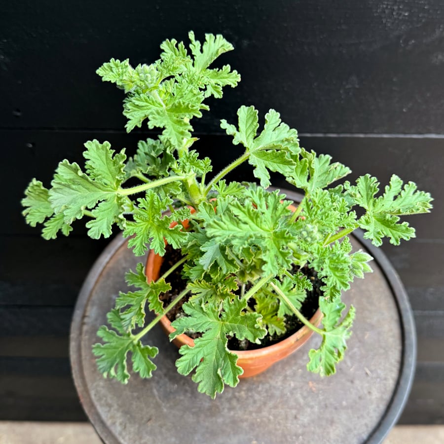 Pelargon Isko Lemon, blad