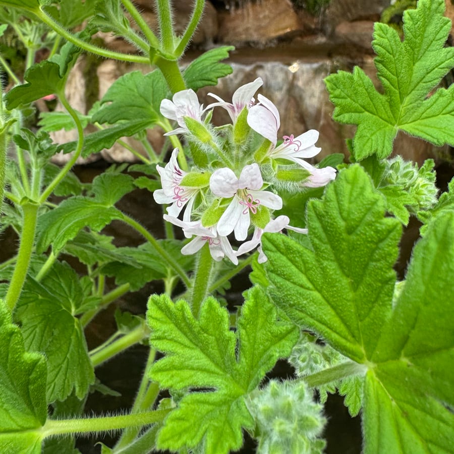 Pelargon Mabel Grey, blommor