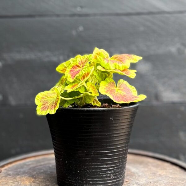 Pelargon Occold Shield, ung planta