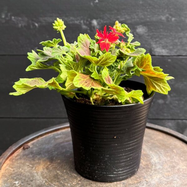 Pelargon Schoko, ung planta