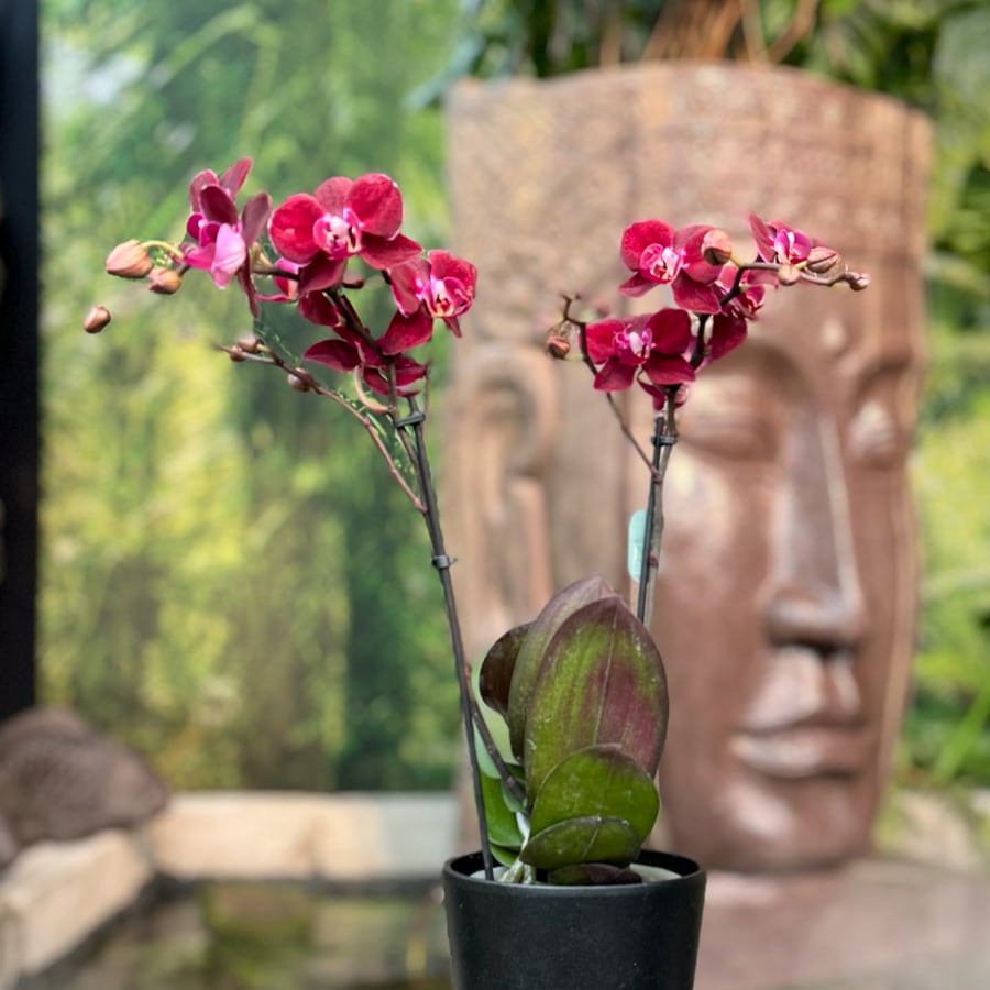 Phalaenopsis Anthura Cartagena, 2 stänglar