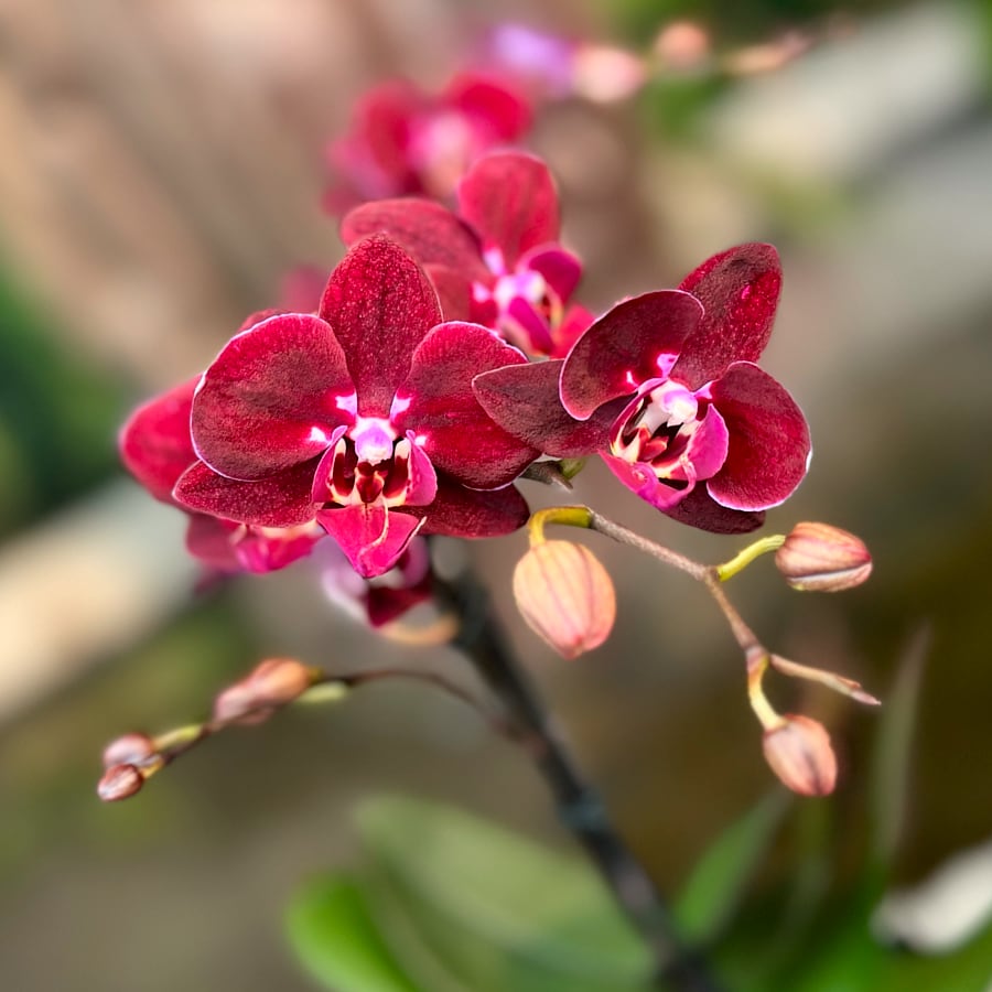 Phalaenopsis Anthura Cartagena, blommor