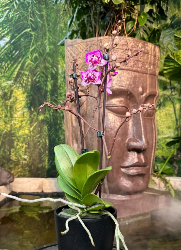 Phalaenopsis Limited 7, 2 stänglar