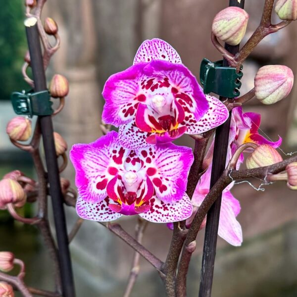 Phalaenopsis Limited 7, blommor