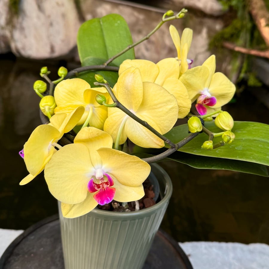 Phalaenopsis Muse Yellow, blommor