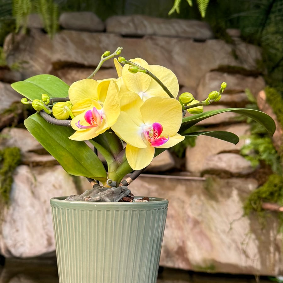 Phalaenopsis Muse Yellow, i blom