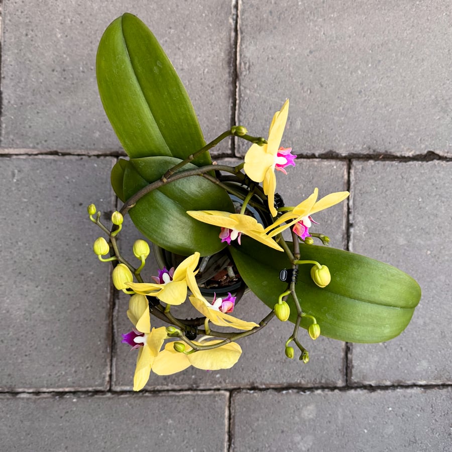 Phalaenopsis Muse Yellow, uppifrån